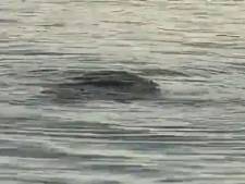 Mysterie opgelost: monster in haven Rotterdam blijkt geen monster, maar dít is het wel