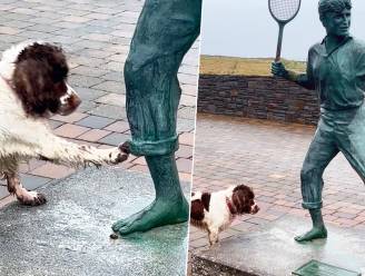 Hond PJ wil spelen met standbeeld en dat levert hilarische beelden op