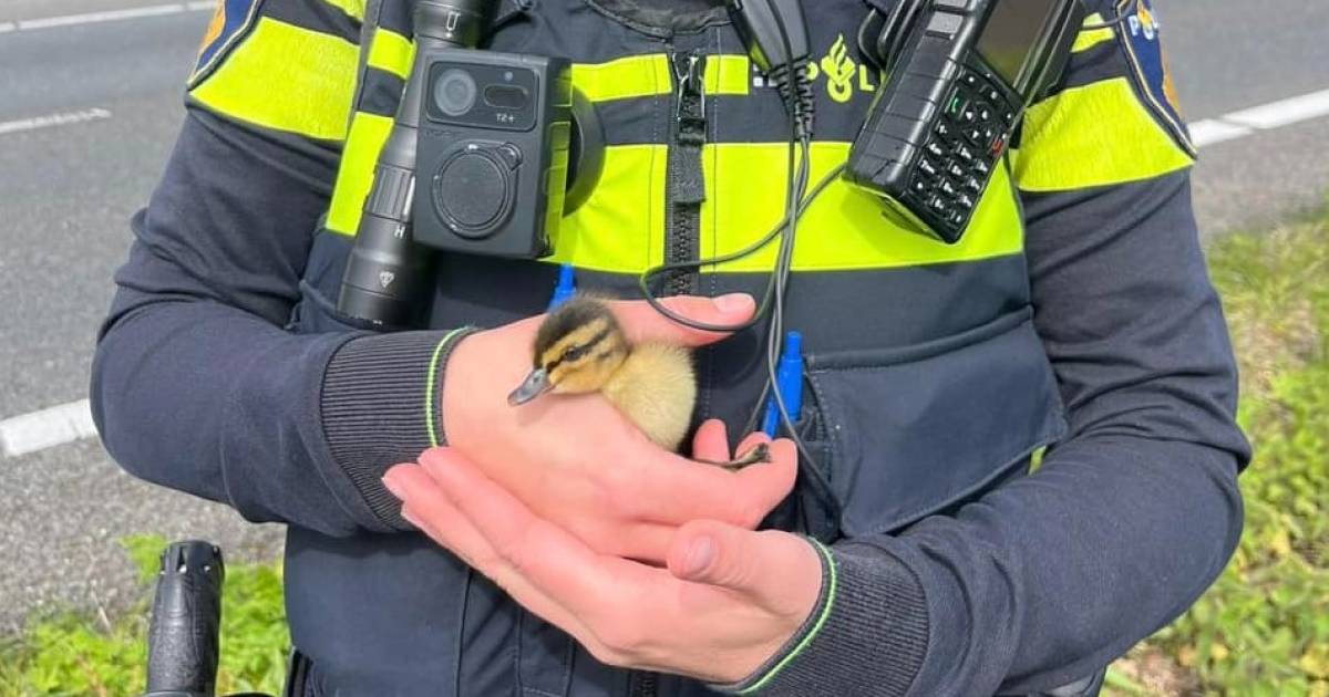 Bizar: kuikentjes steken A15 over, veroorzaken ongeluk tussen twee vrachtwagens en worden gered door politie.
