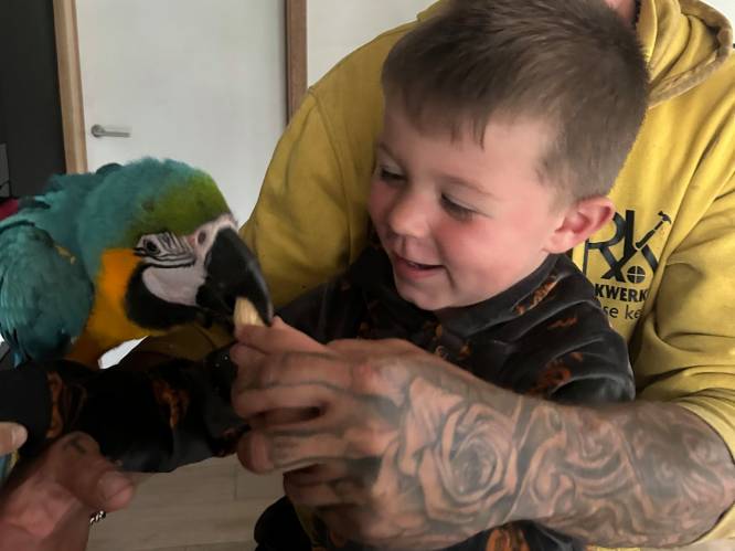 Vermiste papegaai Zazu is terug thuis bij zijn gezin in Kortemark: “We zijn iedereen die geholpen heeft zo dankbaar”