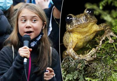 Na slakken en kevers nu ook kikkersoort vernoemd naar klimaatactiviste Greta Thunberg