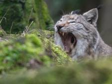 Après le loup, le lynx bientôt en Belgique?