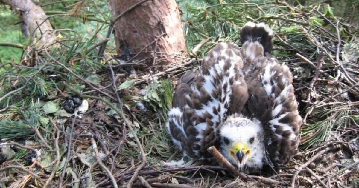 Eindelijk wespendief in roversnest | Ommen