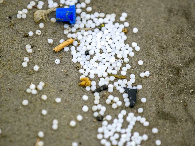 Nederland start onderzoek naar impact plastic rommel op dieren in Waddenzee