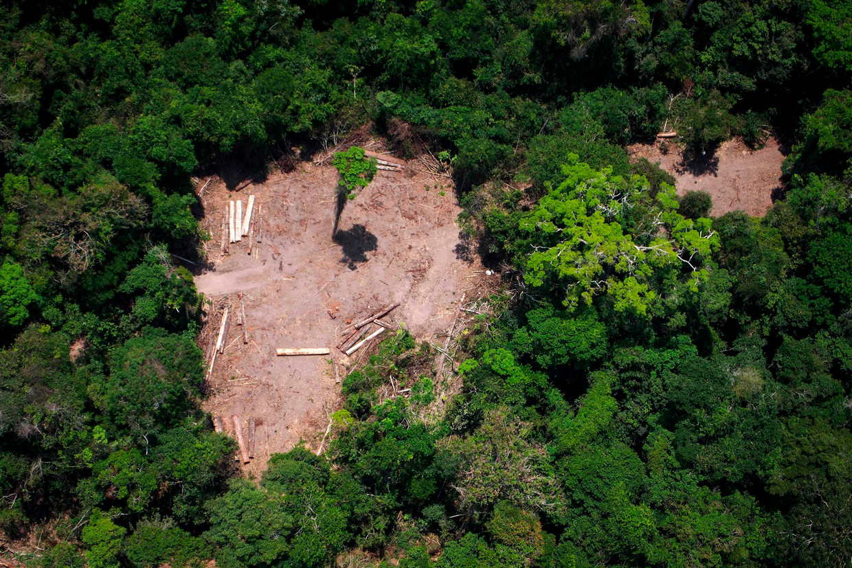 Illegale houtkap in de Amazone. Beeld AFP