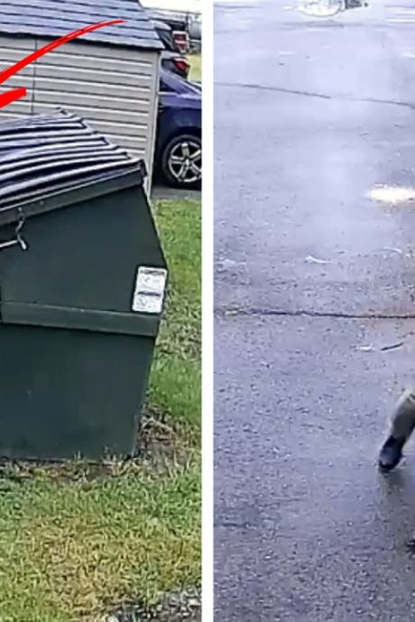 Un directeur d’école se retrouve nez à nez avec un ours coincé dans une poubelle