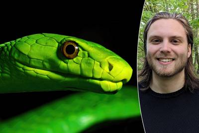 Uiterst giftige groene mamba op dool in Nederland: Hoe gevaarlijk is hij écht? En voor welke slangen pas je nog best op?