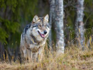 Wolf reist langste afstand ooit: 1.190 kilometer van Duitsland naar Spanje