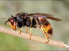 Un frelon asiatique à nouveau détecté en Flandre
