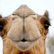 Grappig gezicht: ontsnapte kamelen lopen richting McDonald's