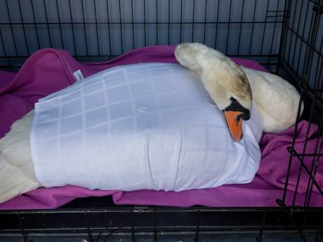 Gewonde zwanen en egels kunnen voorlopig naar Dierentehuis 's-Hertogenbosch, Den Bosch, Oss en Maashorst verdelen de kosten  