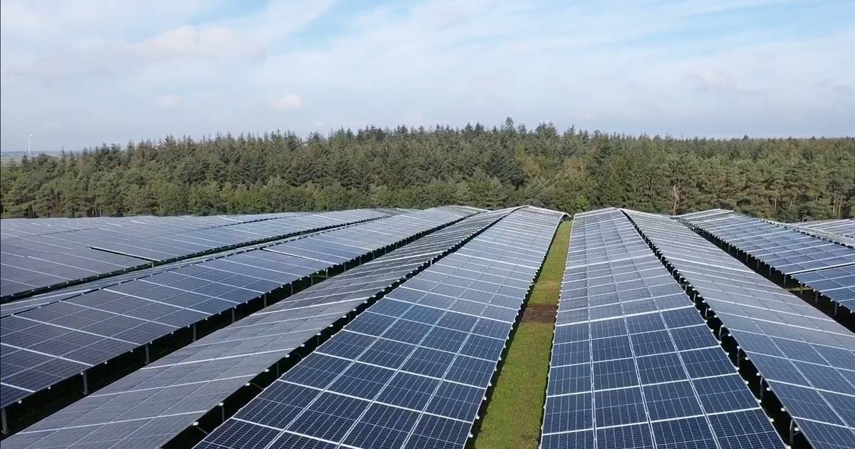 Schapen delen oude vuilstort bij Hardenberg voortaan met duizenden zonnepanelen