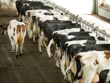 Miljardenplan stikstofcrisis: mes gaat diep in veestapel rondom natuurgebieden