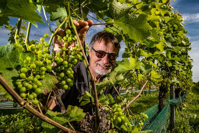 Luud Paulissen van Wijngaard Ludique in Deventer: ,,Ik denk dat we 5 tot 10 procent van de oogst kunnen afschrijven. Maar dat had veel meer kunnen zijn.''