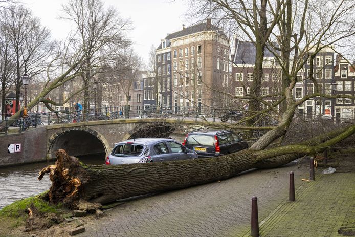 Een omgevallen boom door storm Eunice in het centrum van Amsterdam.