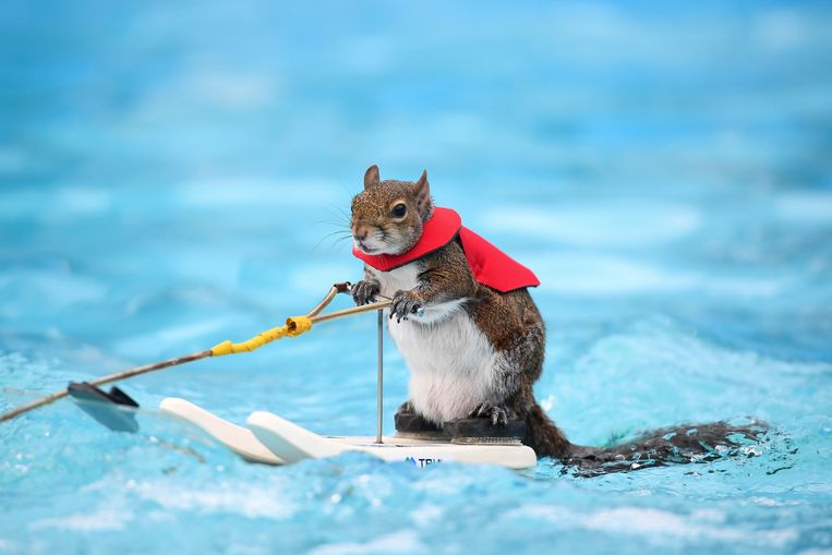 comfort evenwichtig spanning Een waterskiënde eekhoorn: wanneer stopt een dier met dier-zijn?