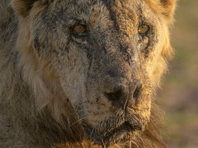 Beeld ter illustratie. Loonkiito, één van Afrika’s oudste leeuwen is op 19-jarige leeftijd om het leven gekomen.