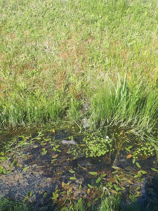 De kittens werden als vuilnis gedumpt langs het Bartelinkslaantje in Hengelo