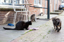 Katten zijn gek op de Lange Groendal in Zierikzee, waar altijd wel een bakje eten op ze staat te wachten.