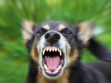 Toezichthouders klaar met loslopende honden die dieren aanvallen: ‘Vanaf nu gelijk een boete’