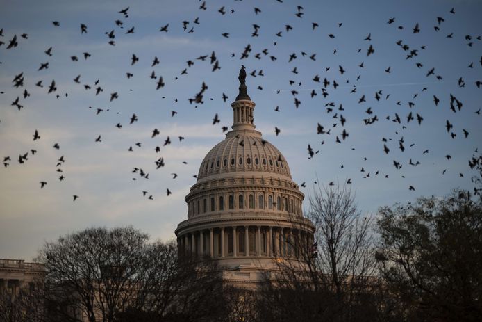 Une volée d'oiseaux vole près du Capitole des États-Unis à la tombée de la nuit, le 2 décembre 2021 à Washington.