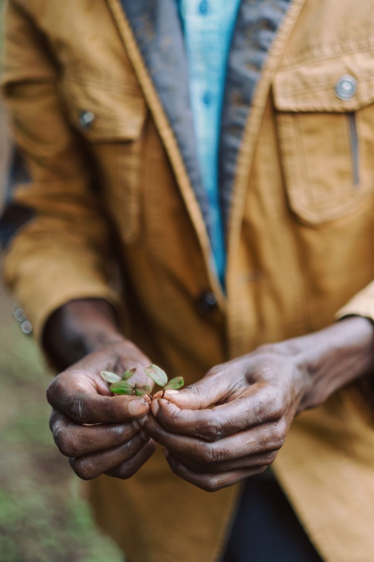 Jonge boomplantjes in Kenia. Beeld JOSHI GOTTLIEB