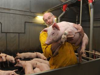 Bevlogen varkensboer verkoopt moderne zeugenstal, en kan na veertig jaar bijna stoppen