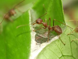 Mieren sporen kanker sneller op dan honden: “Na amper 30 minuten training”