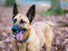 La race de chien la plus intelligente au monde vient de Belgique