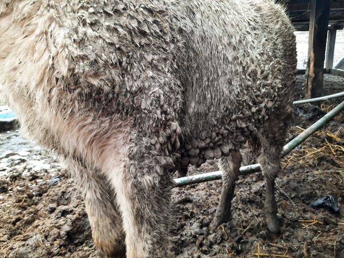 Le mélange de crottins et de boue dans lequel les jeunes chevaux ont été obligés de se coucher pour se reposer s’est agglutiné sur leur pelage.