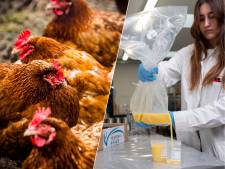 Hobbykip-ei uit Zuid-Holland Zuid bevat tot 1000 keer meer PFAS dan supermarkt-ei: nu ook landelijk onderzoek