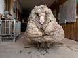 Un mouton délesté de son pelage de 35 kilos