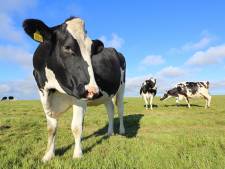Bill Gates soutient un projet de réduction des émissions de méthane produites par... les rots des vaches
