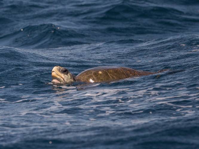 19 doden na voedselvergiftiging door zeeschildpad in Madagaskar
