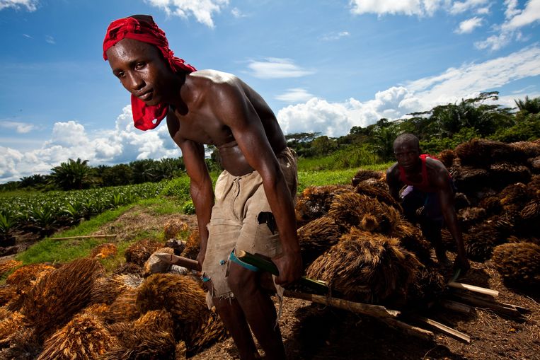 In Lokutu, een stad nabij de Congo-rivier dragen twee mannen palmnoten op een geïmproviseerde draagberrie. De plantage van Feronia is de oudste en potentieel de grootste van Afrika. Beeld Hollandse Hoogte / Kris Pannecoucke
