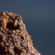 Termietenheuvels bevatten minuscule klimaatregelaars