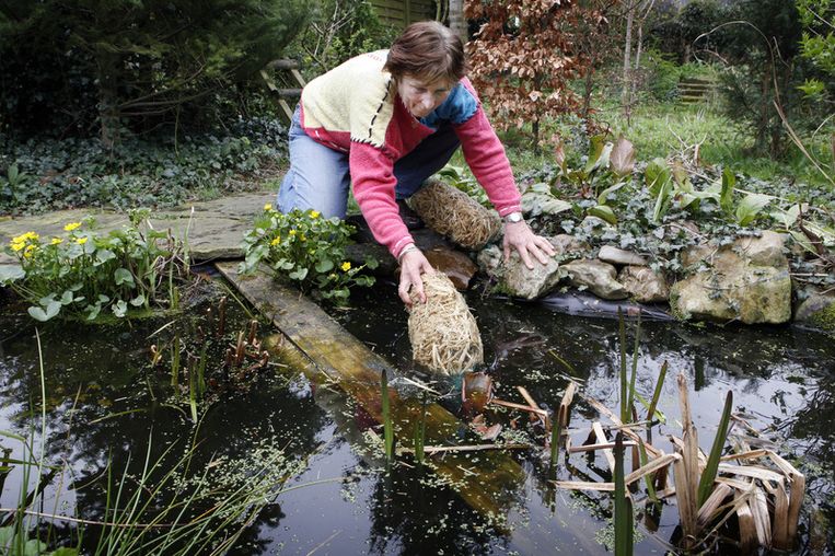 Rottend Stro Maakt Het Water Van De Vijver Helder Trouw