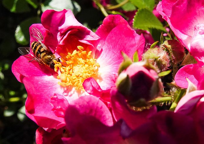 De rozen staan volop in bloei, in de publieke tuin op Hoog Kortrijk. De bijtjes vinden ook al vlot de weg.