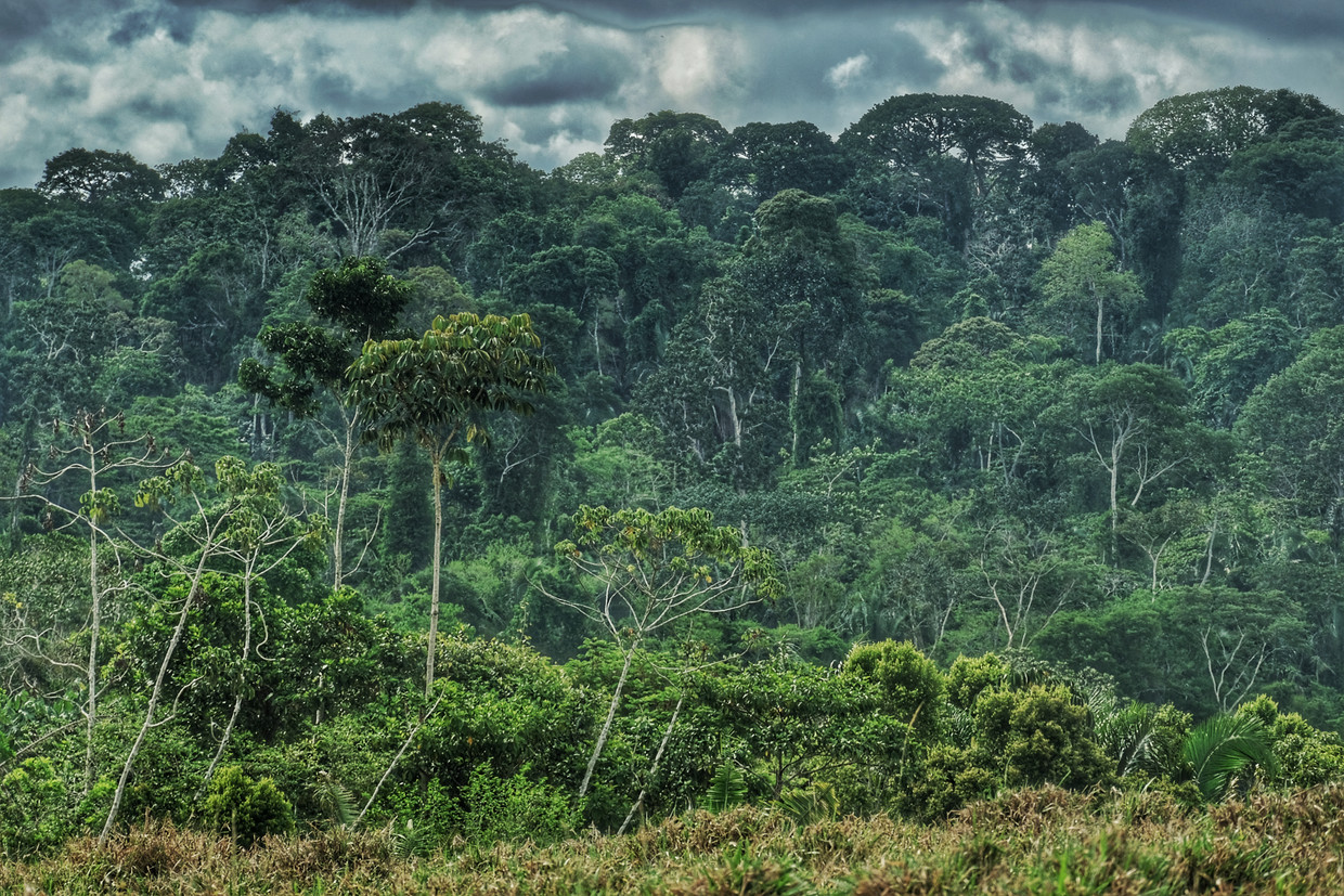 Amazon region.  RV . picture