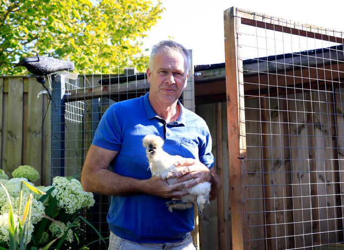 Vos Vreet Veertien Kippen Op Van Jean Pierre Uit Oostburg Zeeuws