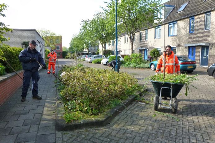 Medewerkers van de firma Van der Spek aan het werk in Rokkeveen.