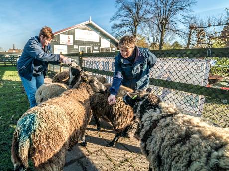 Kinderboerderij Tanthof vreest voor voortbestaan: ‘Dit kan het einde van een prachtig gebied betekenen’