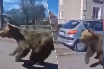 Losgeslagen beer die vijf mensen verwondde in stad in Slovakije opgespoord en neergeschoten