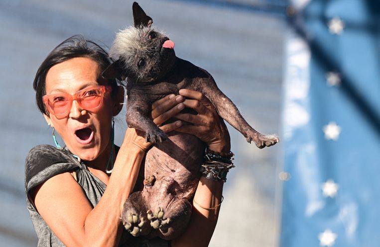 Achgos: déze hond is gekroond tot de lelijkste hond ter wereld Beeld ANP / AFP
