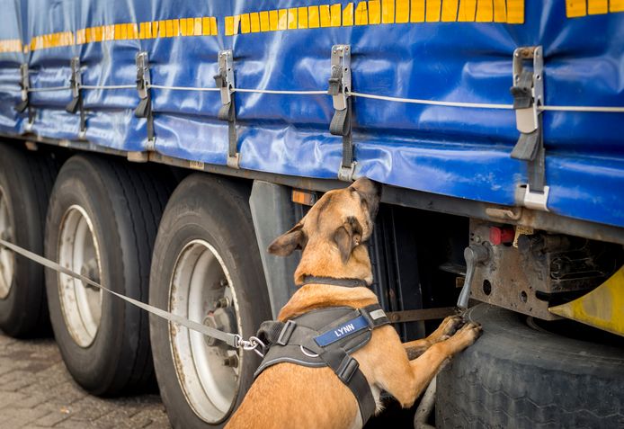 Foto ter illustratie: een speurhond besnuffelt een vrachtwagen in Hoek van Holland.