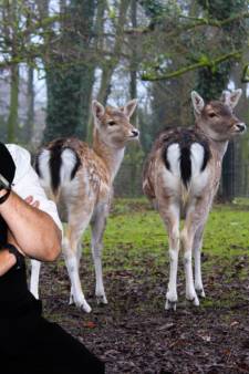 Bevers, otters en bokjes: dit is het dierennieuws met Kees Thies!