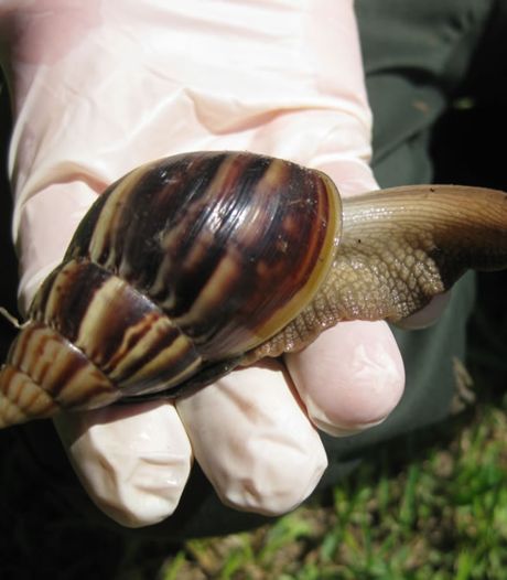 La Floride fait face à une invasion de dangereux escargots géants
