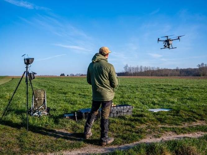 Natuurpunt krikt kievit populatie op: "Met dank aan de landbouwers"