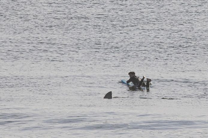 De witte haai zwemt net achter de surfer in Cape Cod door.