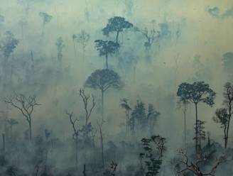 De Amazone huilt: nu al ruim 120.000 hectare ten prooi gevallen aan speculanten